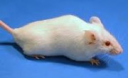 Биологи научились омолаживать кроветворные ткани в костях мышей