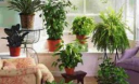Користь кімнатних рослин