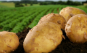 Is The Humble Potato The Key To Fighting Chronic Potassium Deficiency?