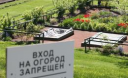 Инфаркт на грядке