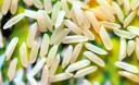 Рис — зернова культура для здоров’я та довголіття