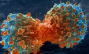 Імунну систему можна примусити боротися з раком