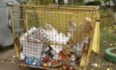 Українці щороку викидають на смітник продуктів на кілька мільярдів