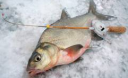 Як зловити ляща на зимовій рибалці