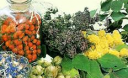 Народные средства для лечения нефрита Народные средства для лечения нефрита