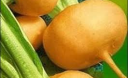 Какие полезные свойства репы