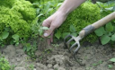 Чистый огород. 5 способов борьбы с сорняками