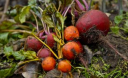Секреты корнеплодов. Как вырастить хороший урожай репы, редьки и свеклы
