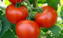 Як вберегти помідори від фітофтори