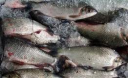 Варить, жарить и долго солить. Как безопасно приготовить пресноводную рыбу
