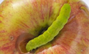 На страже урожая. Как защитить яблони от вредителей и инфекций
