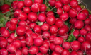 Красные и белые. Современные сорта редиса можно выращивать и летом и осенью