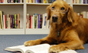 6 найкращих книг про собак