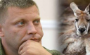 Лидер ДНР Захарченко мечтает, чтобы пенсионеры «новороссии» стреляли кенгуру в Австралии Лидер ДНР Захарченко мечтает, чтобы пенсионеры «новороссии» стреляли кенгуру в Австралии