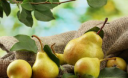 Як узимку зберегти врожай яблук і груш