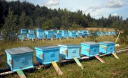 Вуликотерапія: чудодійні ліки з власної пасіки
