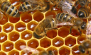 Як вибрати мед. Як відрізнити якісний мед від підробного