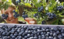 Кращі продукти для зору і продукти, які можуть призвести до сліпоти Кращі продукти для зору і продукти, які можуть призвести до сліпоти
