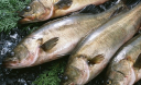 Вибираємо рибу: поради від Асоціації рибалок України