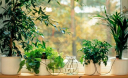 Як організувати полив домашніх рослин за вашої відсутності