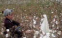 В Узбекистане пенсионеров заставляют или выйти собирать хлопок, или отказаться от половины своей пенсии