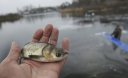 Любительський вилов риби в Україні може стати платним