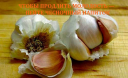 Чтобы продлить молодость — пейте чесночный напиток! Чтобы продлить молодость — пейте чесночный напиток!