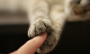 Кототерапия: как вылечиться с помощью кошки?