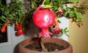 Экзотическое растение на подоконнике: как вырастить гранат из косточки