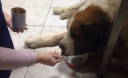 Украинский «Хатико»: на Одесчине скончался пес, который прождал своего хозяина с работы 10 лет