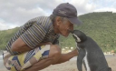 Пингвин каждый год проплывает больше 5 тысяч километров, чтобы встретиться со своим спасителем