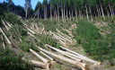 Пример для Украины: Румыния приравняла вырубку леса к терроризму