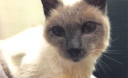 Сиамский кот-долгожитель попал в Книгу рекордов Гиннесса