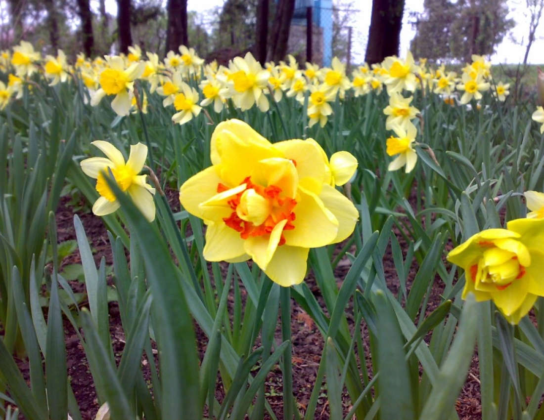 Весняні нарциси