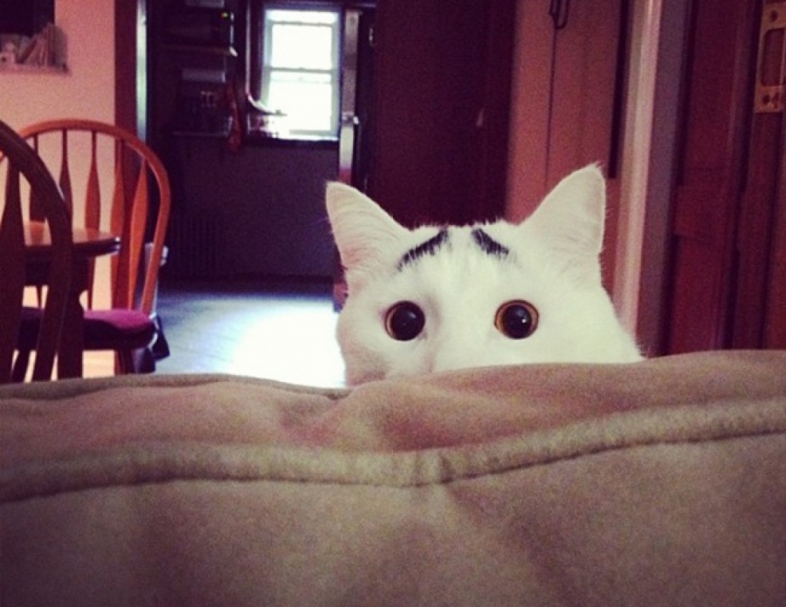 Котики розмальовані самою природою!