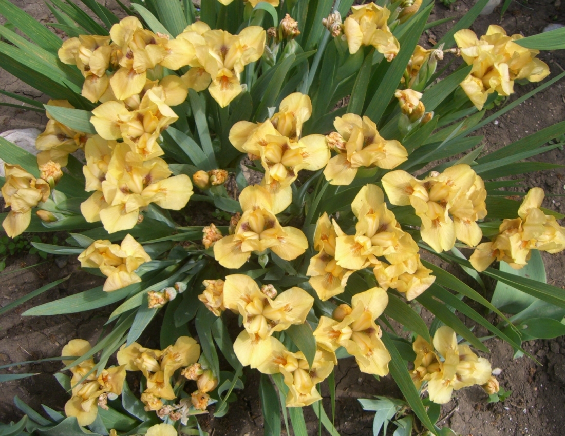 Квітка ірису - символ мужності та відваги...