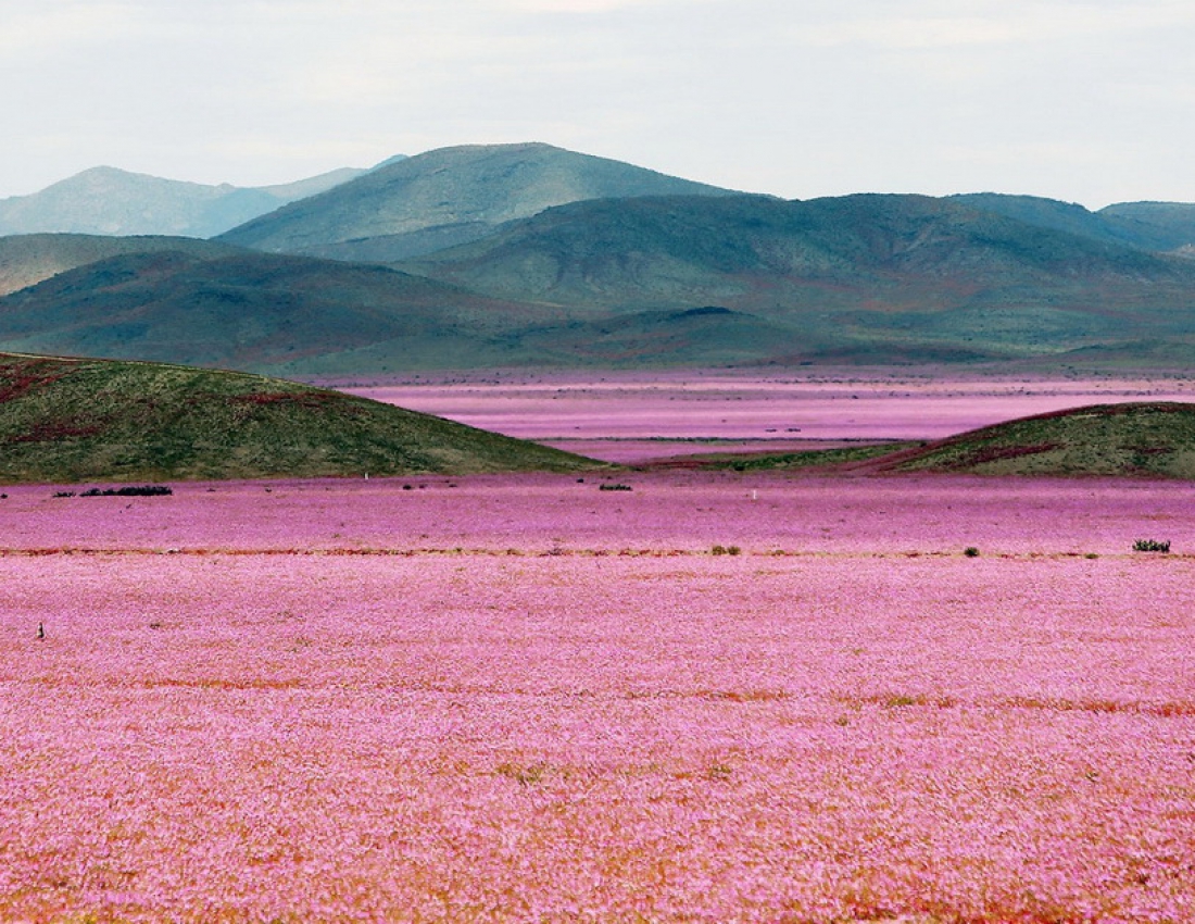 Пустеля та рожеві квіти - виявляється можливо !!!