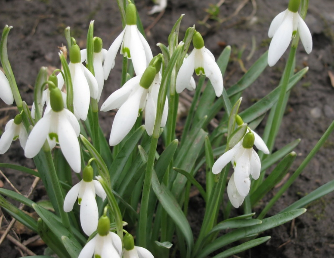 Весняного настрою!