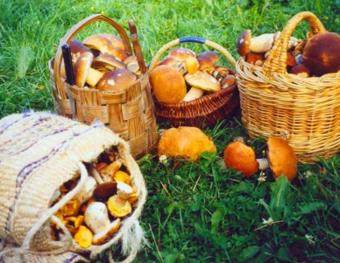 Грибний сезон у розпалі!..