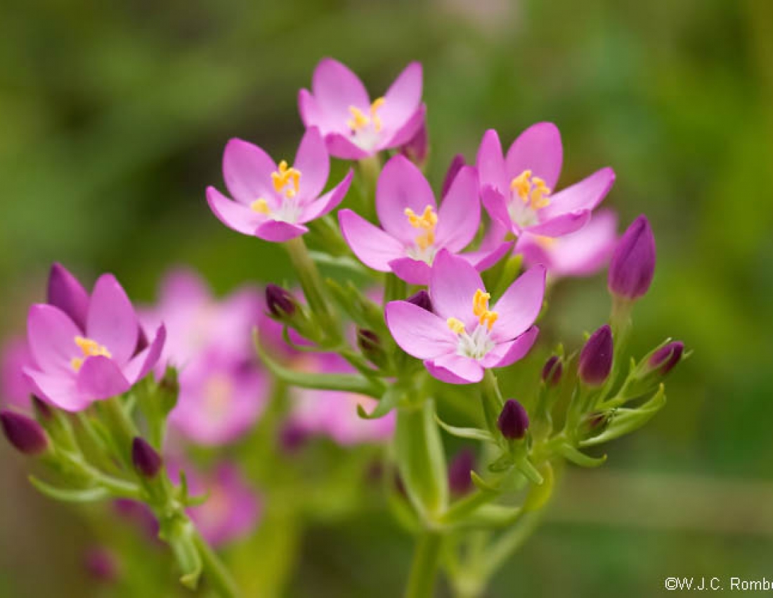 Краса, що лікує ...