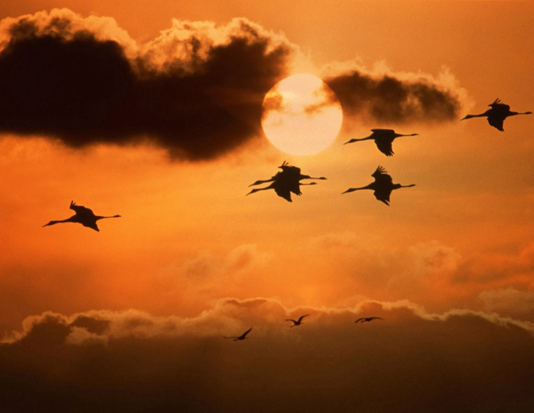 Відлітають журавлі...