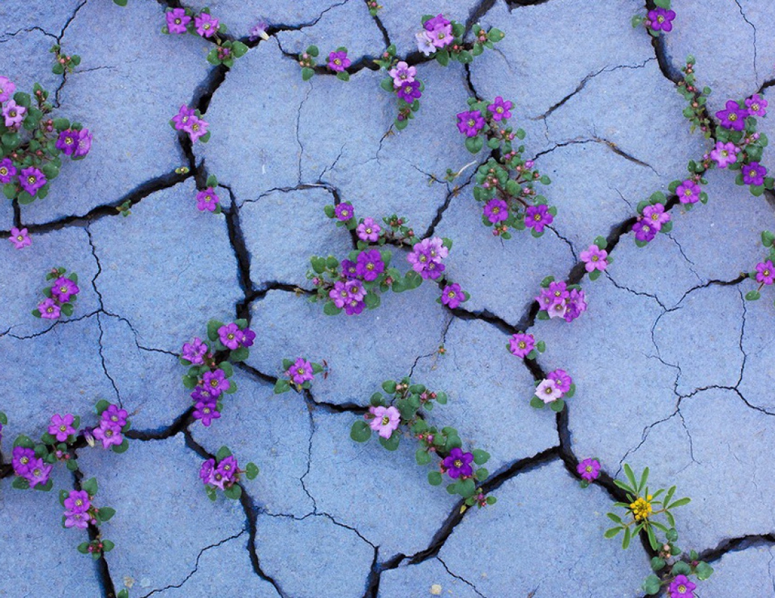 Пустеля та рожеві квіти - виявляється можливо !!!