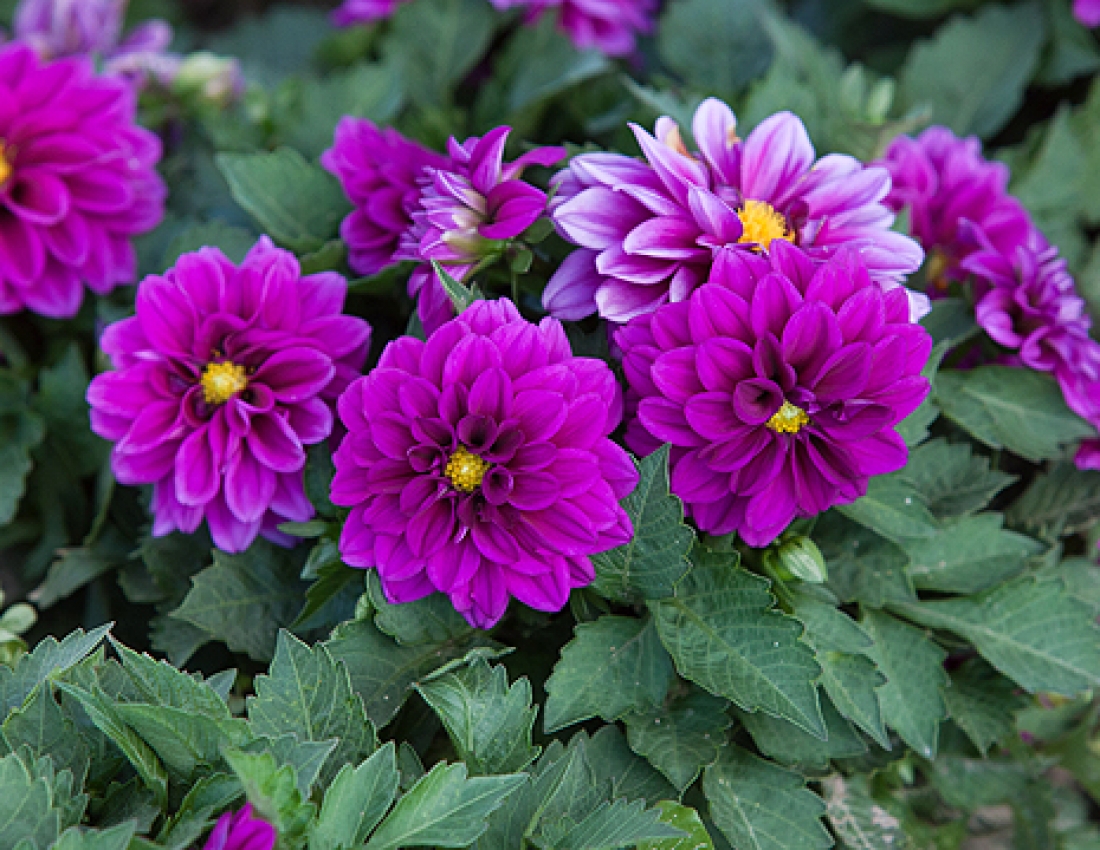 Жоржини з дитинства...