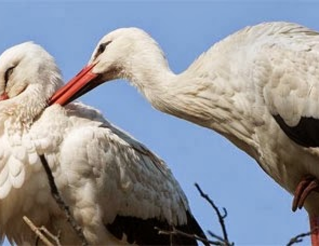 Лелеча моя Україна