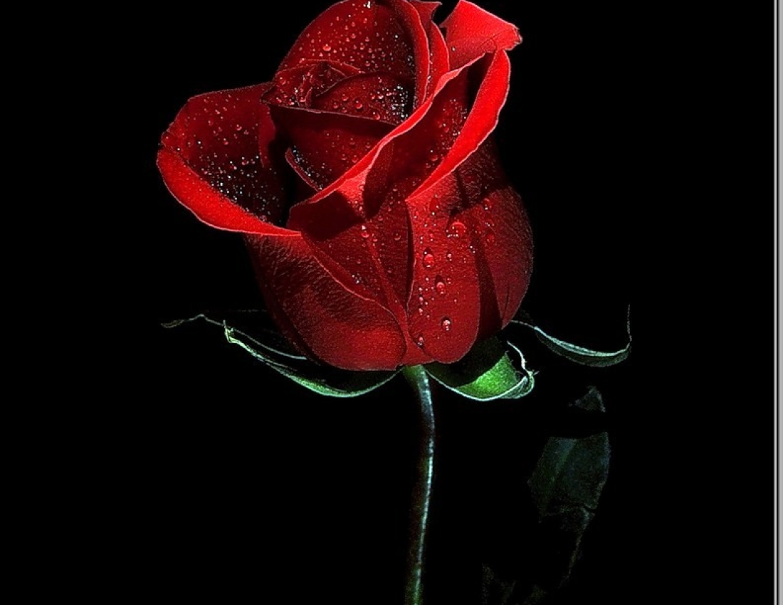 Троянди-троянди... Колюча любов