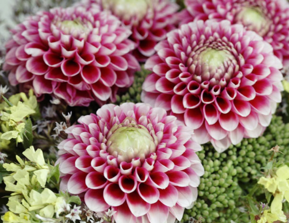 Жоржини з дитинства...