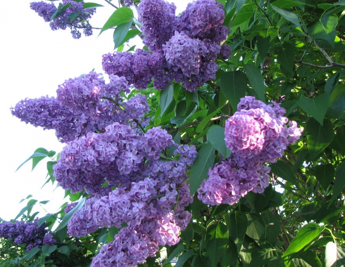 Бузок... Квітка нашого дитинства...