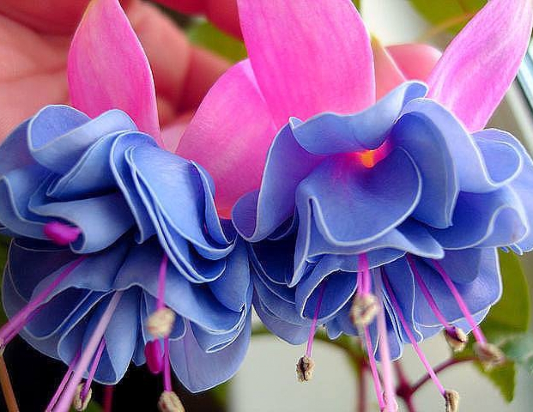 Granny's flowers