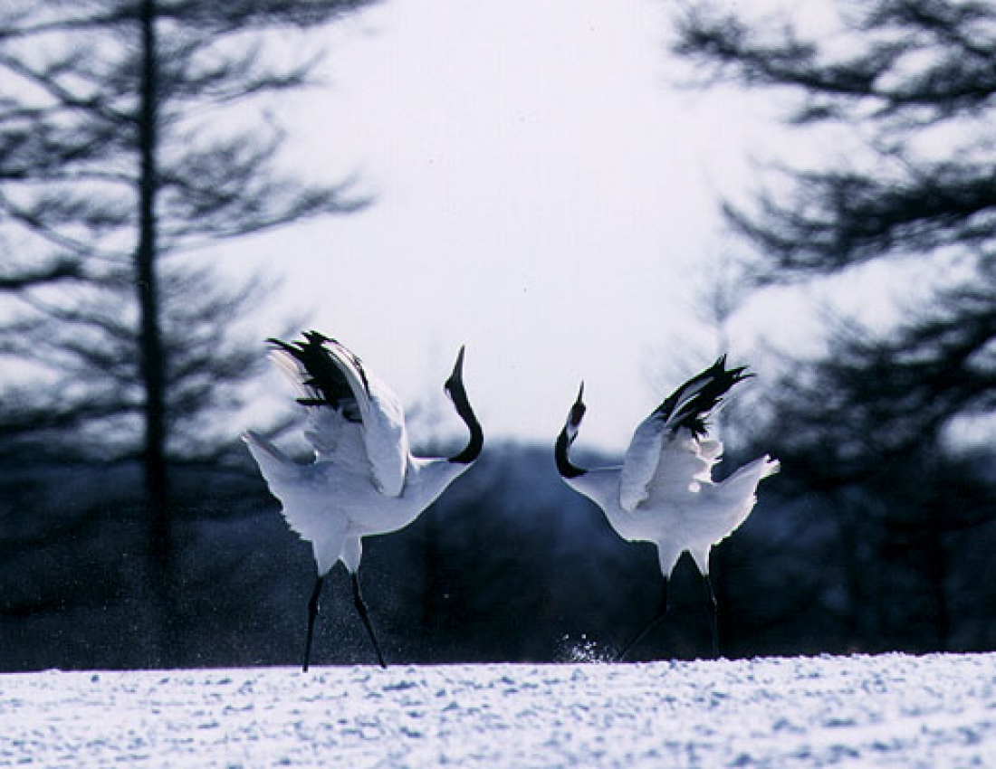 Шлюбний танок журавля: чи бачили Ви щось романтичніше?!..
