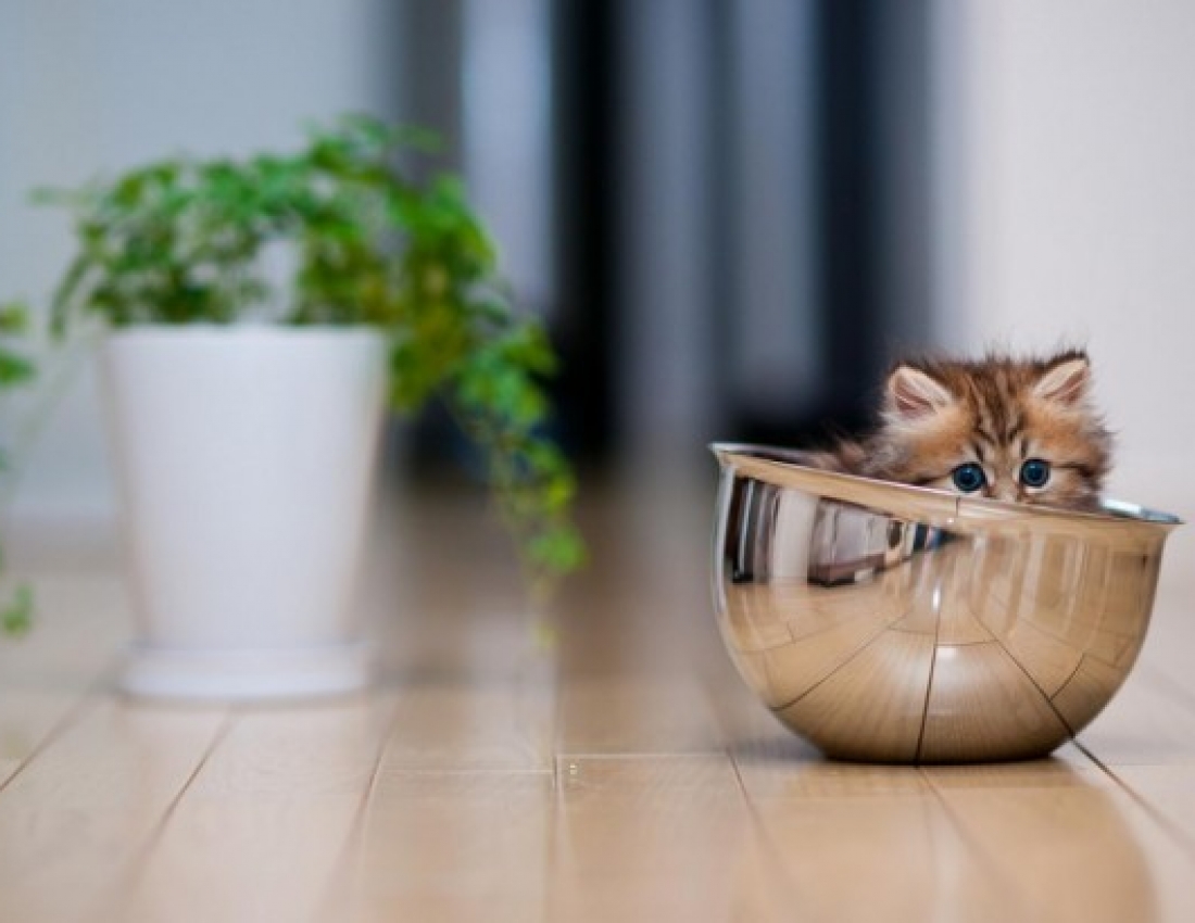 Найкрасивіше кошеня у світі на думку BBC... :-)